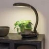 Agrobrite Desktop LED Plant Lamp 1 Agrobrite Desktop LED Plant Lamp -Backyard Bloomers 8608871 0345 tif