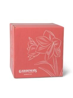 Amaryllis Planting Kit -Backyard Bloomers 8608878 755