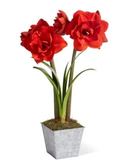Amaryllis Planting Kit -Backyard Bloomers 8608878 diykit 2021 01