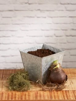 Amaryllis Planting Kit -Backyard Bloomers 8608878 diykit 2021 02