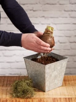 Amaryllis Planting Kit -Backyard Bloomers 8608878 diykit 2021 03