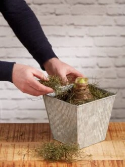 Amaryllis Planting Kit -Backyard Bloomers 8608878 diykit 2021 04