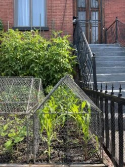 Chicken Wire Crop Coop -Backyard Bloomers 8609080 02CUST tif