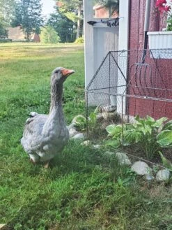 Chicken Wire Crop Coop -Backyard Bloomers 8609080 02IN tif