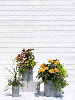 Metal Bucket Planters -Backyard Bloomers 8609085 0852 tif
