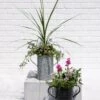 Metal Bucket Planters -Backyard Bloomers 8609086 5623 tif