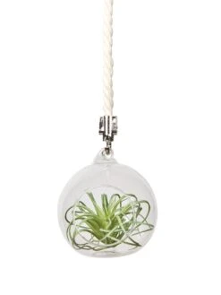 Mini Blown-Glass Hanging Terrarium, Set Of 2 -Backyard Bloomers 8609218 03v