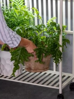 Oslo 2-Tier LED Grow Light Garden, 2 Fixtures -Backyard Bloomers 8609220 4122 tif