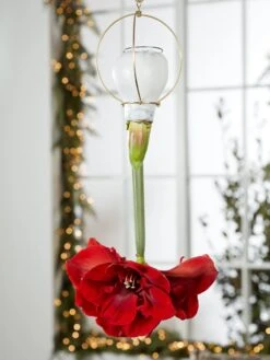 Waxed Amaryllis Brass Hangers, Set Of 3 7 Waxed Amaryllis Brass Hangers, Set Of 3 -Backyard Bloomers 8609252 2020 6014