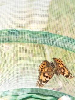 Butterfly Garden® Kit With Voucher -Backyard Bloomers 8609265 6288 tif