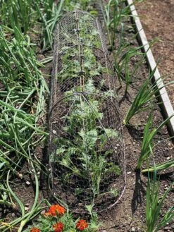 Chicken Wire Row Cloche Expandable Extra Large 3N1 12 Chicken Wire Row Cloche Expandable Extra Large 3N1 -Backyard Bloomers 8609412 5903 tif