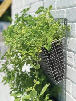 Wire Wall Pockets Vertical Gardens -Backyard Bloomers 8609429 9500 tif