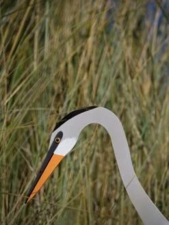 Florida Dancing Birds®, Great Blue Heron 7 Florida Dancing Birds®, Great Blue Heron -Backyard Bloomers 8609451 03V jpg