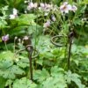Arden Single Stem Supports, Set Of 2 -Backyard Bloomers 8609887 8022 tif