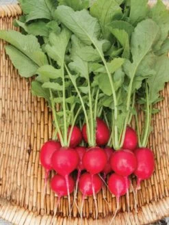 Family Garden Organic Seed Collection, Set Of 7 14 Family Garden Organic Seed Collection, Set Of 7 -Backyard Bloomers 8610262 Cherry Belle Radish 06V tif