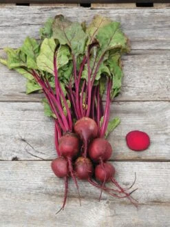 Family Garden Organic Seed Collection, Set Of 7 15 Family Garden Organic Seed Collection, Set Of 7 -Backyard Bloomers 8610262 Detroit Dark Red Beet 03V tif