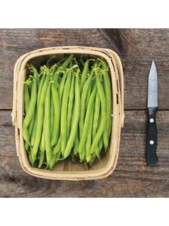 Antigua Bush Bean Organic Seeds 7 Antigua Bush Bean Organic Seeds -Backyard Bloomers 8610262 antigua bean 8 15 18 05v