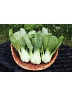 Shanghai Green Pac Choy Organic Seeds 5 Shanghai Green Pac Choy Organic Seeds -Backyard Bloomers 8610264 shanghai green pac choy 05v