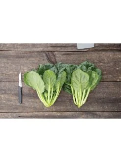 Silk Road Garden Organic Seed Collection, Set Of 6 -Backyard Bloomers 8610264 tat soi greens 03v