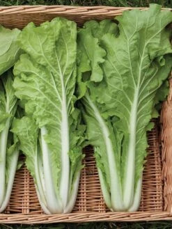 Silk Road Garden Organic Seed Collection, Set Of 6 -Backyard Bloomers 8610264 tokyo bekana 02v