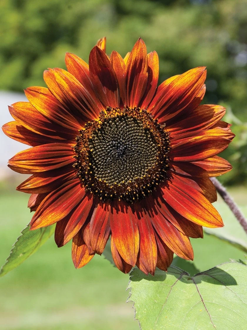 Velvet Queen Sunflower Organic Seeds 3 Velvet Queen Sunflower Organic Seeds - Image 2