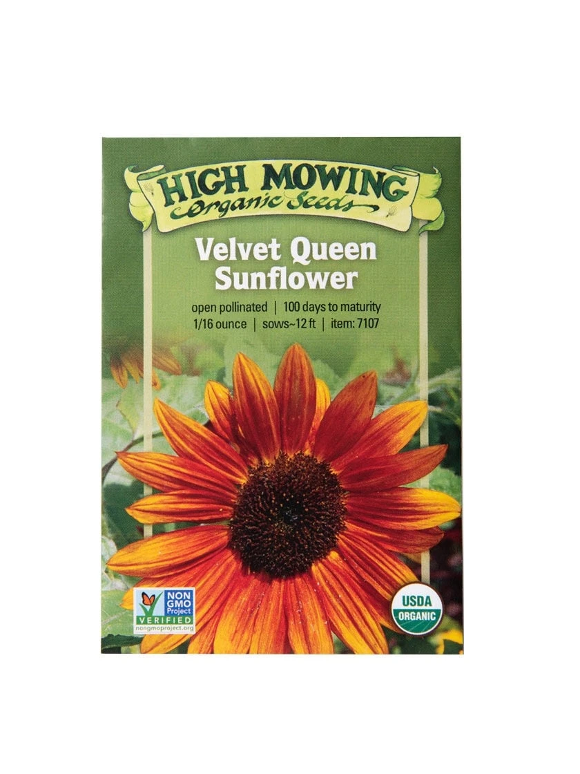 Velvet Queen Sunflower Organic Seeds 2 Velvet Queen Sunflower Organic Seeds