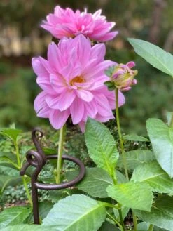 Arden Single Stem Supports, Set Of 2 -Backyard Bloomers 8610375 5703 tif