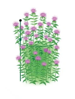 New Release -Backyard Bloomers 8610383 Peacock15x30 tif