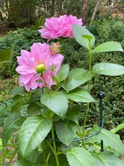 New Release 11 Peacock Classic Plant Support Rings 15", Set Of 2