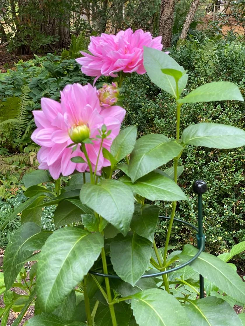 Peacock Classic Plant Support Rings 15", Set Of 2 3 Peacock Classic Plant Support Rings 15", Set Of 2