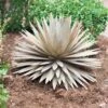 Desert Steel Yucca Plant Sculpture -Backyard Bloomers 8610744 03v desert steel yucca plant