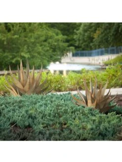 Desert Steel Sharkskin Agave Sculpture 11 Desert Steel Sharkskin Agave Sculpture -Backyard Bloomers 8610753 05v