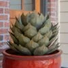 Desert Steel Artichoke Agave Sculpture -Backyard Bloomers 8610761 01v desert steel artichoke agave