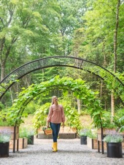 2’ X 8’ Arch Trellis For Planter Boxes 14 2’ X 8’ Arch Trellis For Planter Boxes -Backyard Bloomers 8610798 071 tif