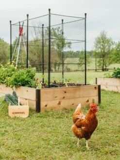 Tall Chicken Wire Critter Fence With Gate -Backyard Bloomers 8611020 316 tif