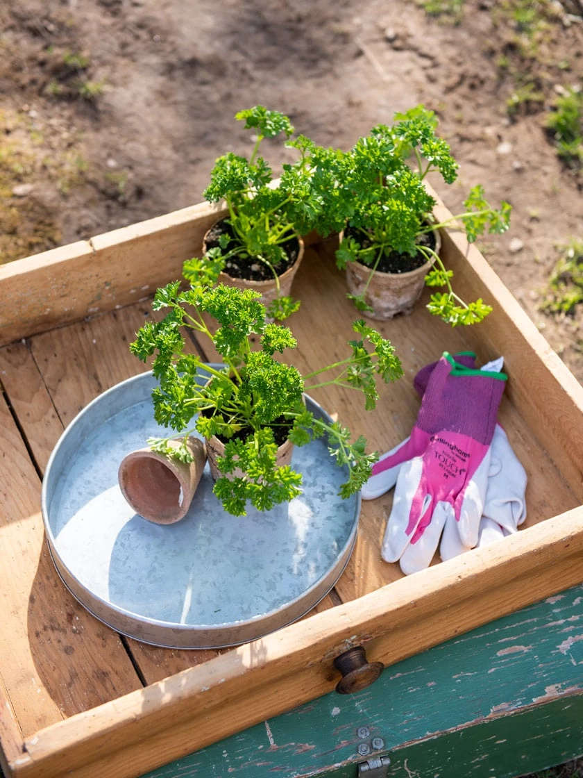 Galvanized Tray Round, 11" 4 Galvanized Tray Round, 11" - Image 2