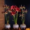 Cybister Potted Amaryllis 2 Cybister Potted Amaryllis -Backyard Bloomers 8611083 cybister vertical 2022