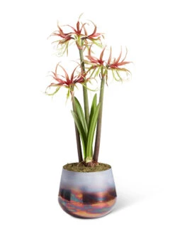 Cybister Potted Amaryllis -Backyard Bloomers 8611120 chico 2021 09
