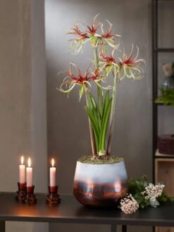 Cybister Potted Amaryllis -Backyard Bloomers 8611120 chico 2021 10