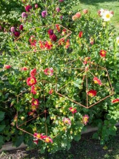 Parasol Plant Supports, Set Of 3 13 Parasol Plant Supports, Set Of 3 -Backyard Bloomers 8611129 050 tif