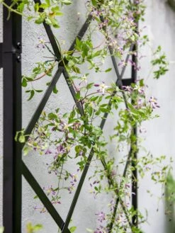 Lattice Gable Wall Trellis 8 Lattice Gable Wall Trellis -Backyard Bloomers 8611130 011