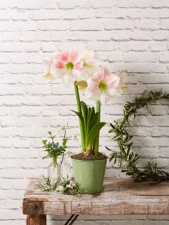 Star Potted Amaryllis -Backyard Bloomers 8611499 2022 rosystar rosy star potted amaryllis