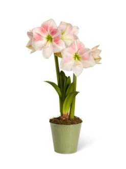 Star Potted Amaryllis -Backyard Bloomers 8611499 2022 rosystar silo rosy star potted amaryllis