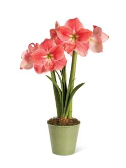 Star Potted Amaryllis -Backyard Bloomers 8611500 2022 sweetstar silo sweet star potted amaryllis
