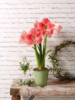 Star Potted Amaryllis -Backyard Bloomers 8611500 2022 sweetstar sweet star potted amaryllis