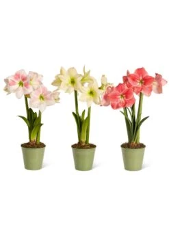 Star Potted Amaryllis -Backyard Bloomers 8611508 2022 starpotted silo