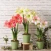 Star Potted Amaryllis 1 Star Potted Amaryllis -Backyard Bloomers 8611508 2022 starpottedv star potted amaryllis