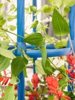 Fleur De Lis Obelisk, 67" -Backyard Bloomers 8611663 0607 tif