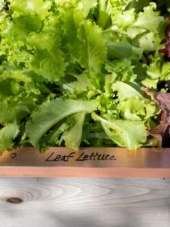 Re-Markable Raised Bed Trim 12 Re-Markable Raised Bed Trim -Backyard Bloomers 8611757 326 tif