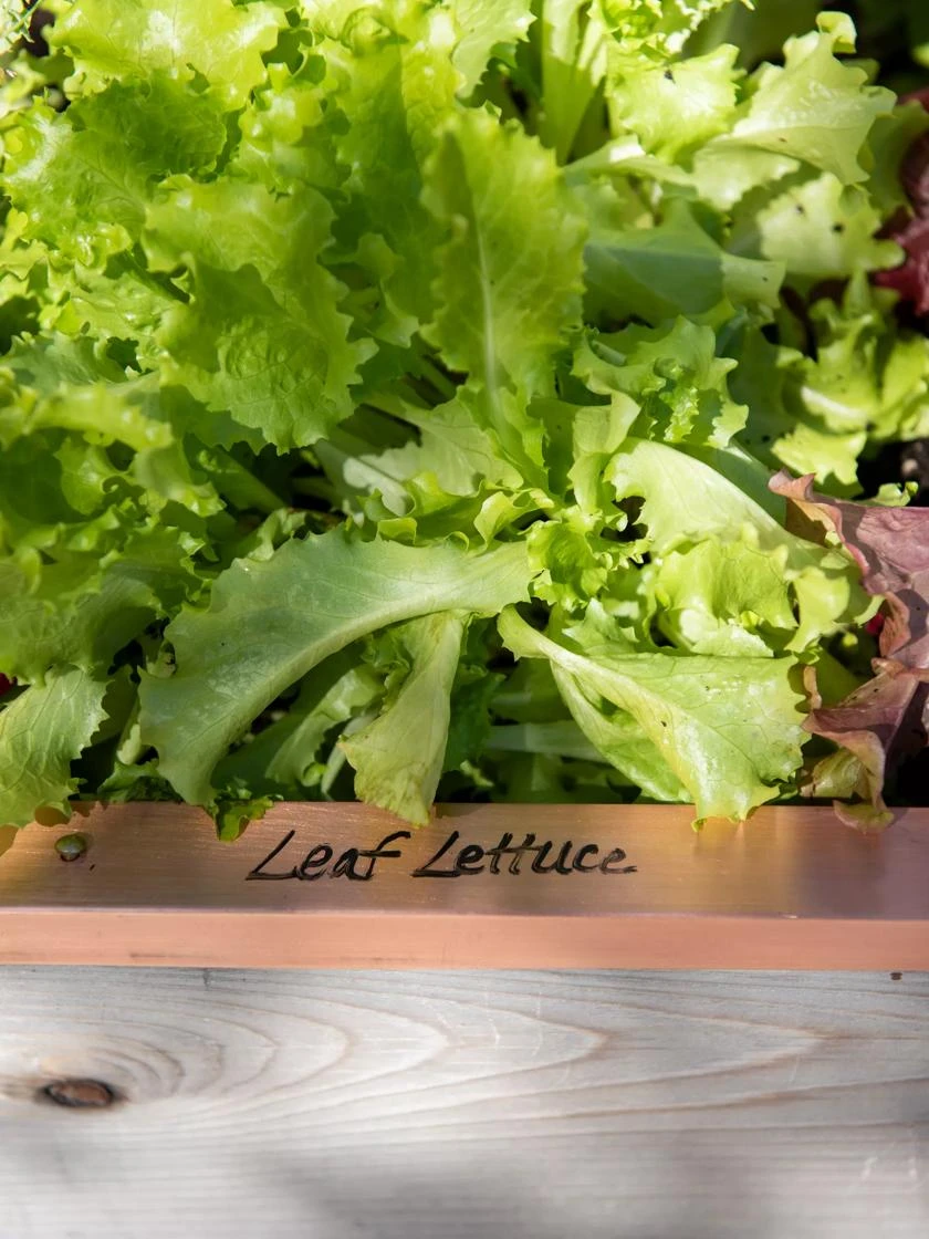 Re-Markable Raised Bed Trim 5 Re-Markable Raised Bed Trim - Image 3